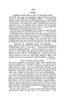 NOTES. CARRION CROW DISPLAYING to HOODED CROW. on March 13Th, 1949,1 Was Watching a Single Hooded Crow (Corvus Comix) on the Heath Near Icklingham, Suffolk