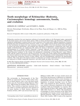 Tooth Morphology of Echimyidae (Rodentia, Caviomorpha)