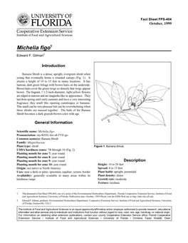 Michelia Figo -- Banana Shrub Page 2