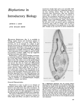 Blepharisma in Introductory Biology