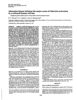 Adenosine Kinase Initiates the Major Route of Ribavirin Activation in A