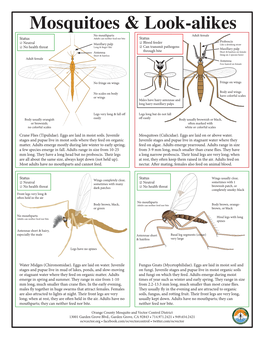 Mosquito Look-A-Likes