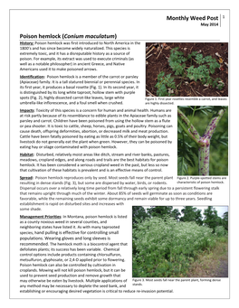 Monthly Weed Post Poison Hemlock (Conium Maculatum)