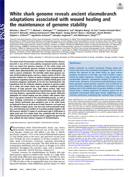 White Shark Genome Reveals Ancient Elasmobranch Adaptations Associated with Wound Healing and the Maintenance of Genome Stability