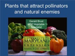 Plants That Attract Pollinators and Natural Enemies