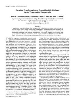 Germline Transformation of Drosophila Virilis Mediated by the Transposable Element Hobo