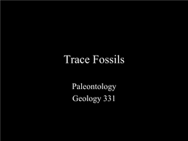 Trace Fossils