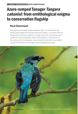 Azure-Rumped Tanager Tangara Cabanisi: from Ornithological Enigma to Conservation Flagship