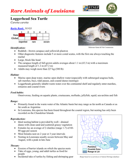 Loggerhead Sea Turtle Caretta Caretta