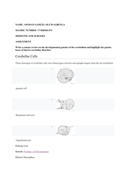 Cerebellar Cells