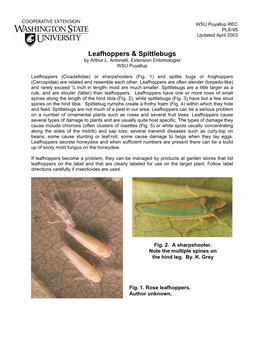 Leafhoppers & Spittlebugs