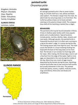 Painted Turtle Chrysemys Picta Adult Laying Eggs ILLINOIS RANGE