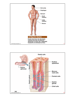 1 Gastric Pits Pyloric Sphincter Ga S Tric P It Surface Epithelium Mucous