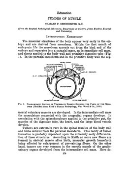 Education TUMORS of MUSCLE CHARLES I?
