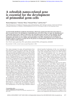 A Zebrafish Nanos-Related Gene Is Essential for the Development of Primordial Germ Cells