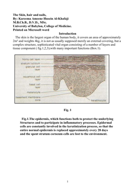 The Skin, Hair and Nails, By: Kareema Ameene Husein Al-Khafaji M.B.Ch.B., D.V.D., Msc