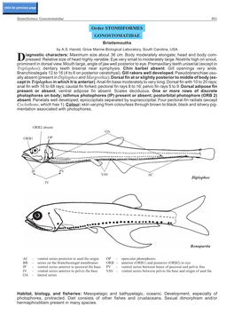 Order STOMIIFORMES GONOSTOMATIDAE Bristlemouths by A.S