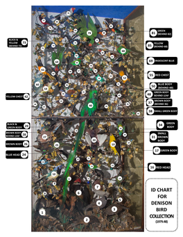 Identification Chart for Denison Bird Collection