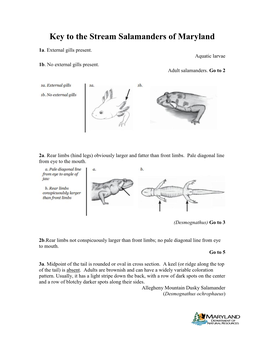 Key to the Stream Salamanders of Maryland