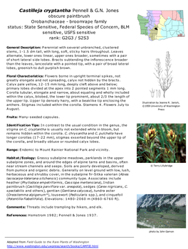Castilleja Cryptantha Pennell & G.N