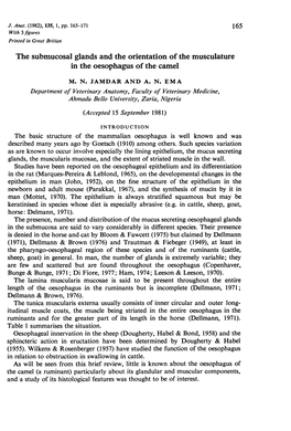 The Submucosal Glands and the Orientation of the Musculature in the Oesophagus of the Camel
