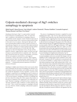 Calpain-Mediated Cleavage of Atg5 Switches Autophagy to Apoptosis