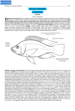 Suborder LABROIDEI CICHLIDAE