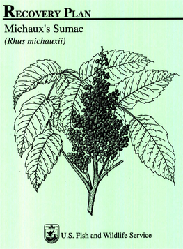 Michaux's Sumac