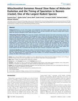 Mitochondrial Genomes Reveal Slow Rates of Molecular Evolution and the Timing of Speciation in Beavers (Castor), One of the Largest Rodent Species