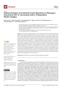 Distinct Features of Germinal Center Reactions in Macaques Infected by SIV Or Vaccinated with a T-Dependent Model Antigen