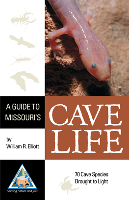 A Guide to Missouri's Cave Life