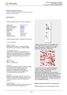 PANK1 Antibody (Center) Purified Rabbit Polyclonal Antibody (Pab) Catalog # Ap7159b