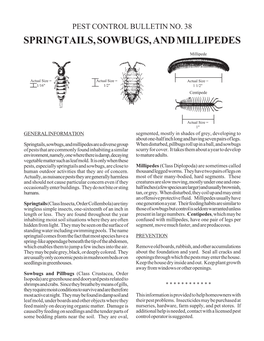 Springtails, Sowbugs, and Millipedes