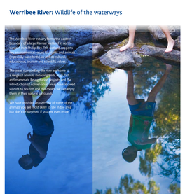 Werribee River: Wildlife of the Waterways