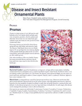 Prunus Prunus Prunus Is a Large Genus of Over 400 Species and Hybrids in the Rose Family Which Includes Apri­ Cots, Nectarines, Peaches, Cherries, Plums and Almonds