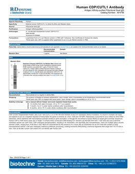 Human CDP/CUTL1 Antibody Antigen Affinity-Purified Polyclonal Goat Igg Catalog Number: AF4756