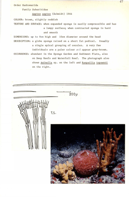 Order Hadromerida Family Suberitidae Aaptos Aaptos (Schmidt) 1864