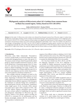 Phylogenetic Analysis of Rhizoctonia Solani AG-4 Isolates from Common Beans in Black Sea Coastal Region, Turkey, Based on ITS-5.8S Rdna