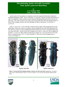 Agrilus Sulcicollis and Agrilus Cyanescens