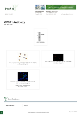 OVGP1 Antibody Cat