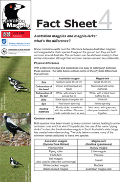 Australian Magpies and Magpie-Larks: What’S the Difference?