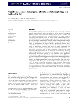 Predationassociated Divergence of Male Genital Morphology in A