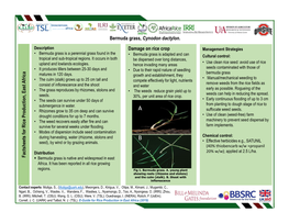 Bermuda Grass, Cynodon Dactylon. Damage on Rice Crop