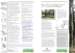 River-Flat Eucalypt Forest on Coastal Floodplain