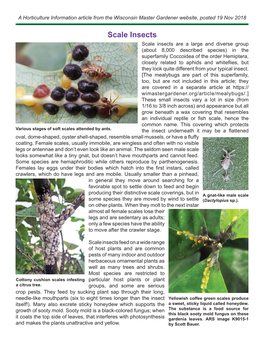 Scale Insects