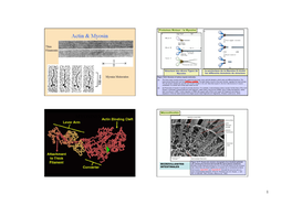 2. Bio2-Cytoskelette-2-Myosin