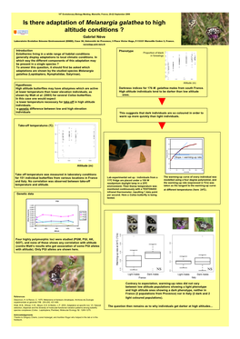 Is There Adaptation of Melanargia Galathea to High Altitude Conditions ?