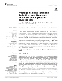 Phloroglucinol and Terpenoid Derivatives from Hypericum Cistifolium and H