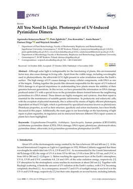 All You Need Is Light. Photorepair of UV-Induced Pyrimidine Dimers