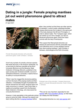 Female Praying Mantises Jut out Weird Pheromone Gland to Attract Mates 21 April 2021